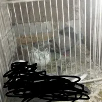 یک جفت کبوتر