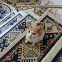 بچه گربه لاهیجان