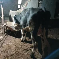 گاوموندبیلیارد شیری باگوساله ۳ماهه|حیوانات مزرعه|آق قلا, |دیوار