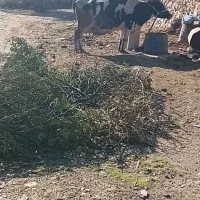 گاو نژدی بهترین نژاد|حیوانات مزرعه|دهدشت, |دیوار