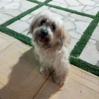 سگ شیتزو قیمت ۲تومن مقطوع