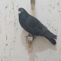 ۴۰تا کفتر رنگی