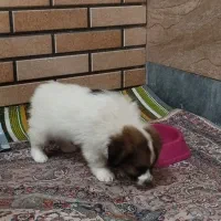 میکس پامر شیتزو