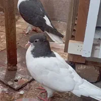 کفتر اسباب بازی