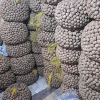 گردو ایرانی ۱۴۰۴ الموت بالای ۵۰۰گرم مغز