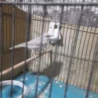 قناری|پرنده|محمدشهر, شهرک پیام (مهرالبرز)|دیوار