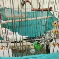 ۳ تا بچ عروس هلندی