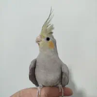 عروس هلندی فول دستی