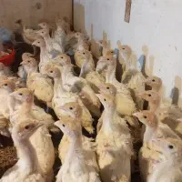 بقلمون گوشتی سنگین وزن تخمی