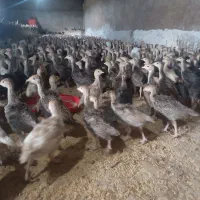 بوقلمون برنز وبربون یک ماهه