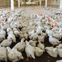 فروش خوراک طیور و راس گلپایگانی/خریدتضمینی