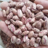 فروش بذر لوبیا چیتی کپسولی وگرد خمین