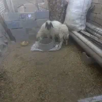 الحایی|حیوانات مزرعه|کرخه, |دیوار