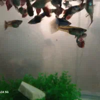 ماهی گوپی مولی انجل کوریدوراس تایگر بارب