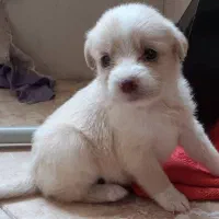 توله سگ جیبی قیمت مناسب