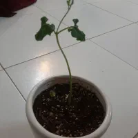 لوبیا سحر امیز و بنسای|گل و گیاه طبیعی|شیراز, سجادیه|دیوار