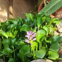 ویلاباغ ۵۰۰متری/سند تک برگ/۲۲۰متر بنا/فول امکانات|فروش خانه و ویلا|رشت, بلوار گیلان|دیوار