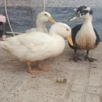 اردک