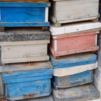 کندو زنبور عسل