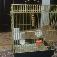 قفس گرینچیک عروس هلندی