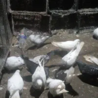 کفتر|پرنده|فاضل آباد, |دیوار