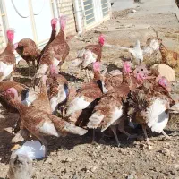 بوقلمون نر بوربون محلی