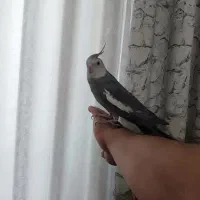 عروس هلندی نر|پرنده|کرج, شهرک جهان‌نما|دیوار