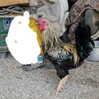 دو عدد خروس دورگ لاری بزرگ و چاق برای داشت و کشت|حیوانات مزرعه|وحدتیه, |دیوار