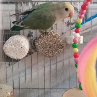 طوطی برزیلی ابلق