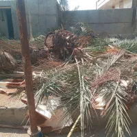 برش نخل قطع درخت (بریدن درخت)|خدمات باغبانی و درختکاری|بندر کنگان, |دیوار