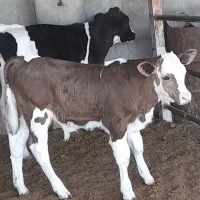۳عددگوساله نر سمینتال هلشتاین
