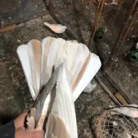 کبوتر یجایی و تکی زردی ،سرخ سرور تهرانی طوقی|پرنده|فردیس, فردیس|دیوار