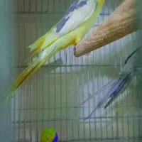 عروس هلندی گریچیک توله برزیلی|پرنده|ورامین, ورامین|دیوار