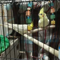 یک جفت عروس هلندی