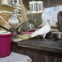 ۳تا کفتر غریب|پرنده|بجنورد, |دیوار