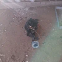 سگ گمشده در صورت اطلاع مژدگانی عالی دریافت کنید|حیوانات|لنجان, |دیوار