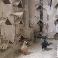 پلنگ افغانی یهودی سوسکی زاغ