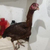 خروس و مرغ لاری