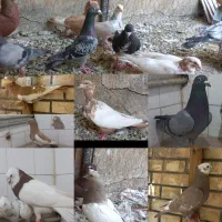 کبوتر دم زردیهودی زرد کاکل سینه طوقی سبز شهری