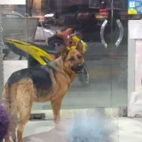 سگ ژرمن شپرد