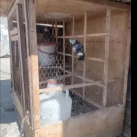 قفس کبوتر رایگان. توضیحات