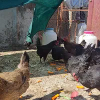 مرغ تخم گذار|حیوانات مزرعه|اصفهان, قهجاورستان|دیوار