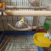 عروس هلندی|پرنده|قم, سالاریه|دیوار