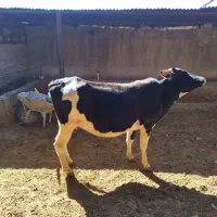 گاو گوساله|حیوانات مزرعه|سرفاریاب, |دیوار