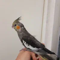 عروس هلندی نر دستی