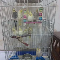 عروس هلندی