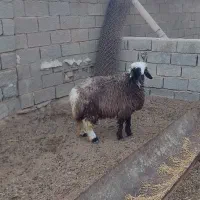 فروش دو عدد بره داشتی ماده