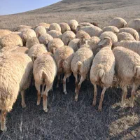 گوسفندمغانی