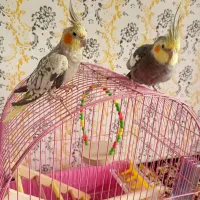 عروس هلندی نر و ماده