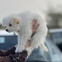 توله سگ پشمالو
